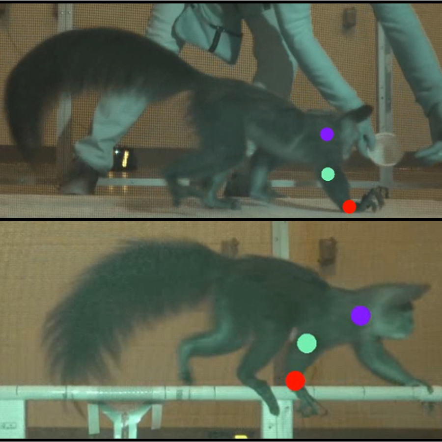 an aye aye walking on different substrates with the forelimb angles marked using DLC