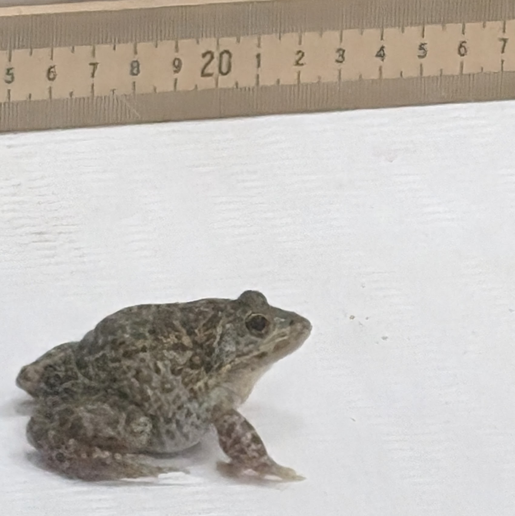 dusky gopher frog at the Memphis Zoo