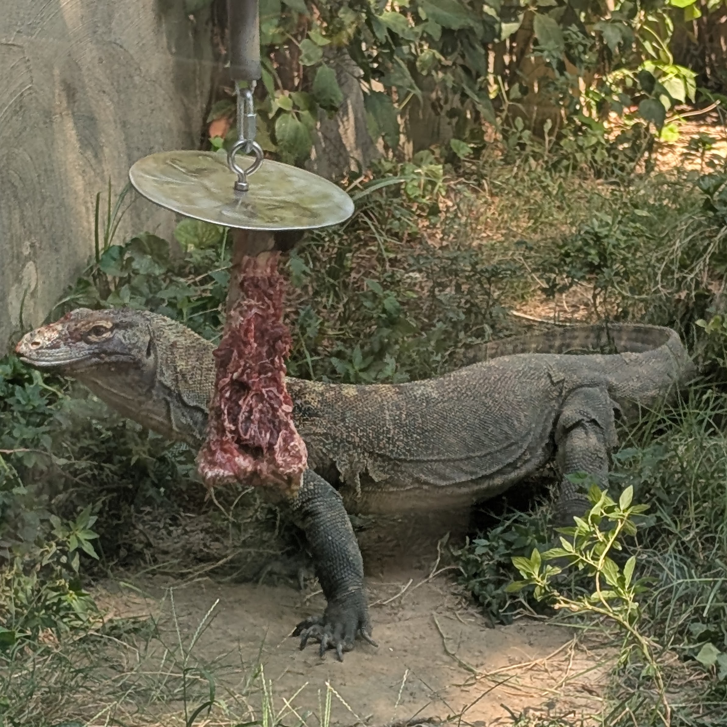 A Komodo dragon with its enrichment of meet on a stick at the Memphis Zoo