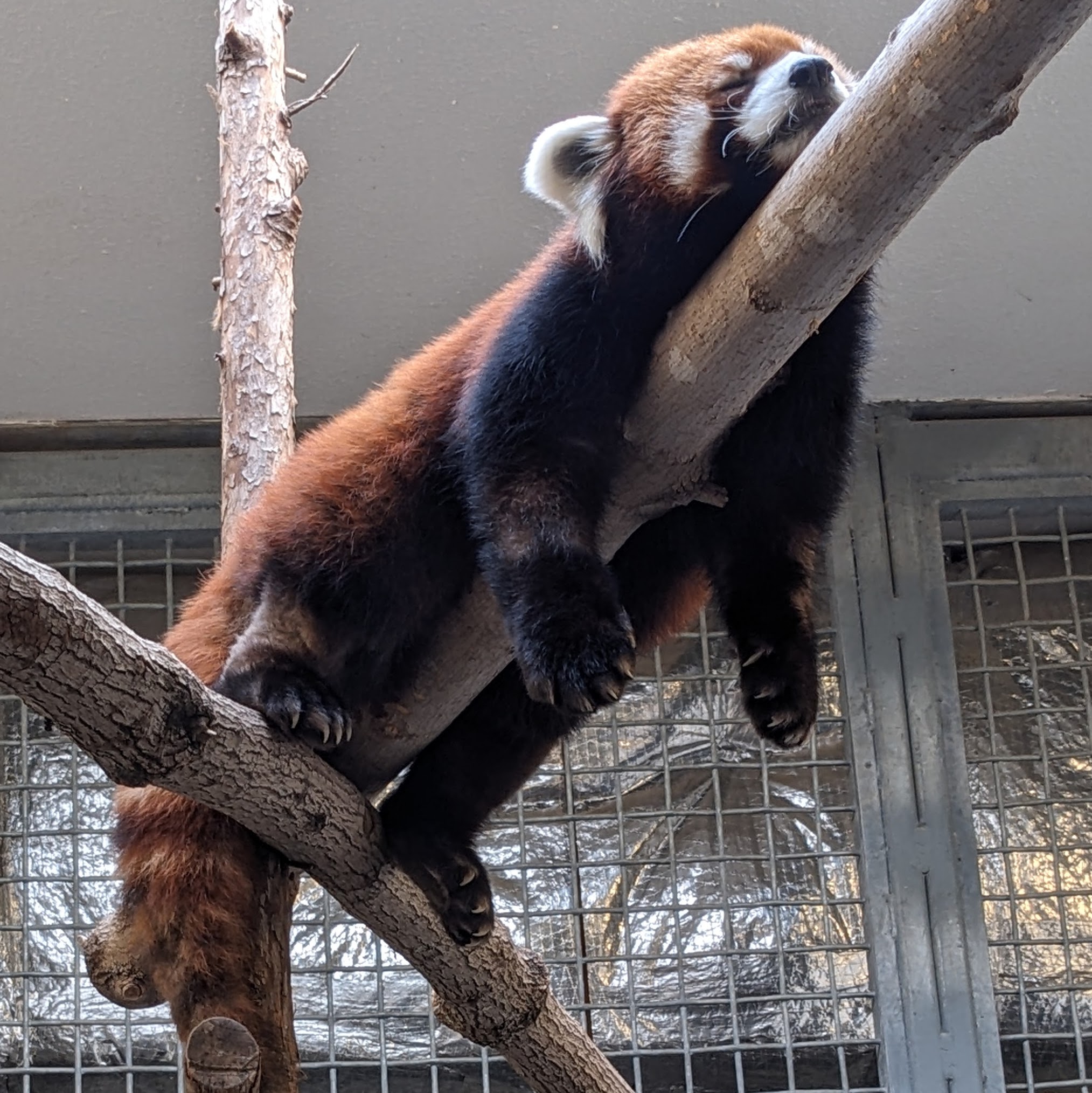 a red panda named Izuki sleeping on a log at the Memphis Zoo