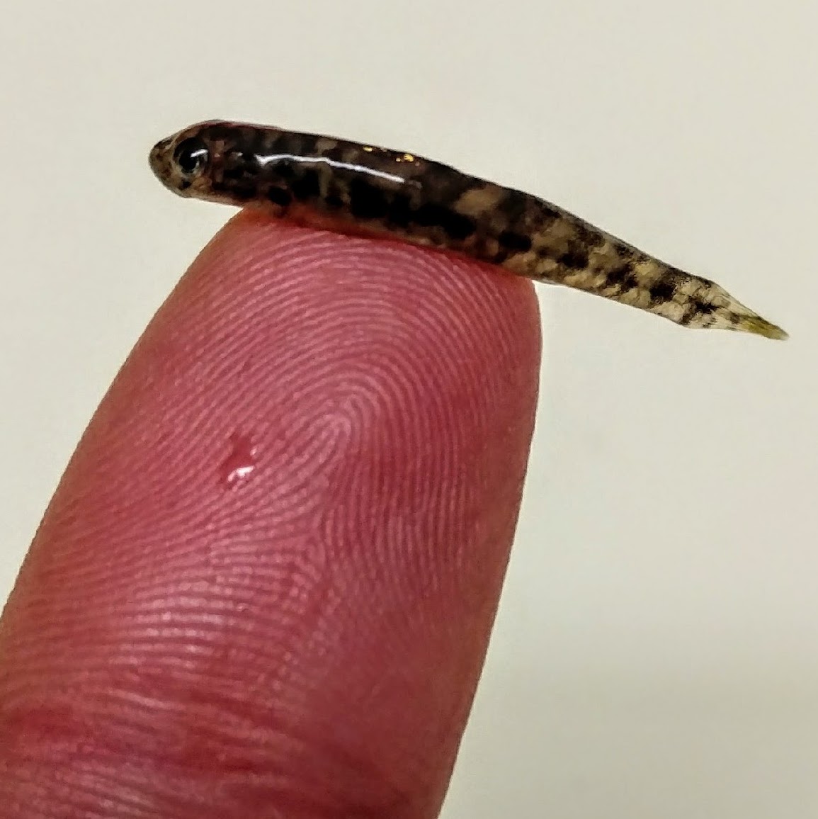 Juvenile goby fish sitting on the end of a finer tip