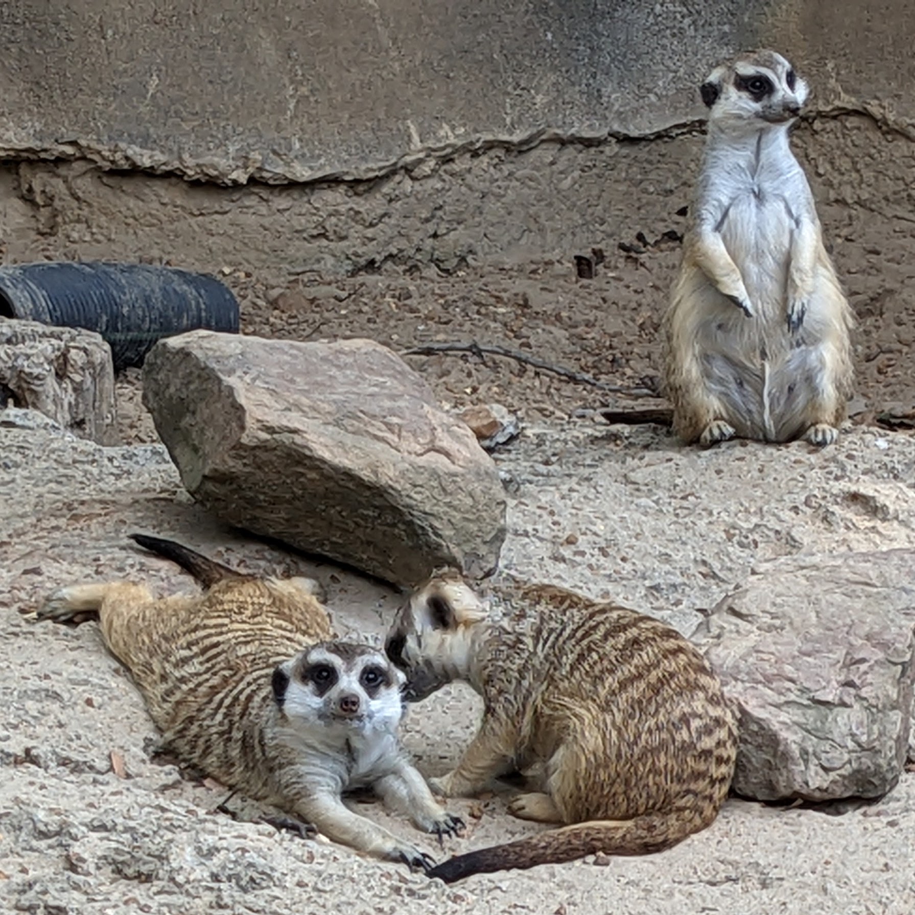 3 meerkats relaxing in the sand at the Memphis Zoo